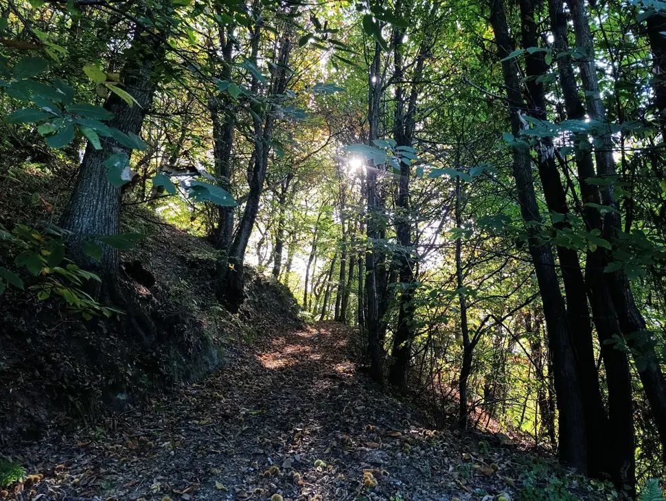 Autunno nel bosco
